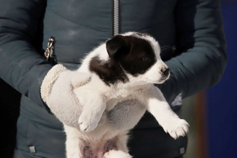 Щенок ищет дом, щенки