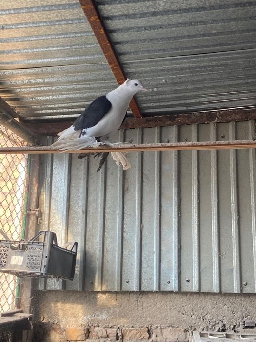 Голуби албаши голубки молодые