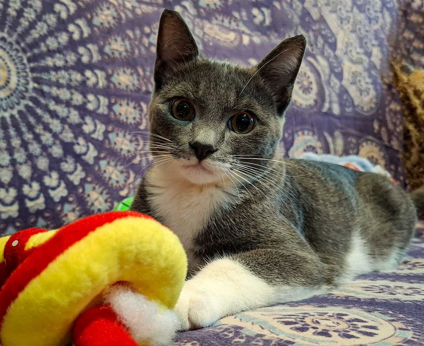 Отдам котят в добрые руки