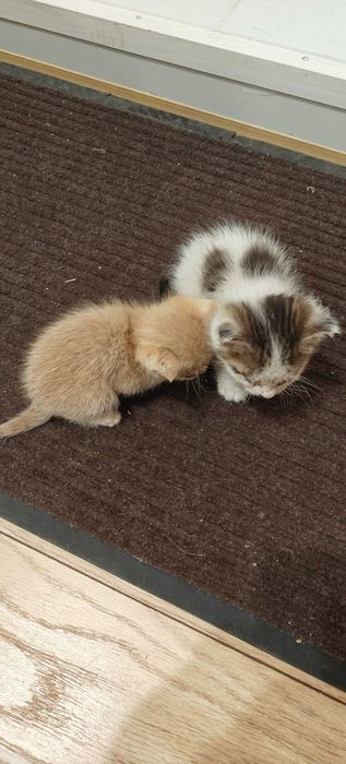 Отдам в добрые руки двух котят