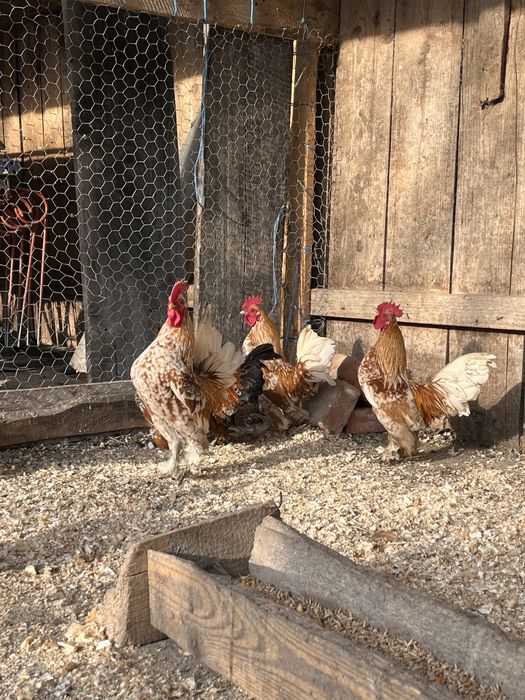 Găini pitici mii de flori