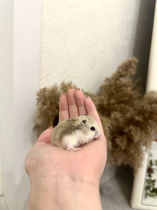 Продаю чистокровых хомяков