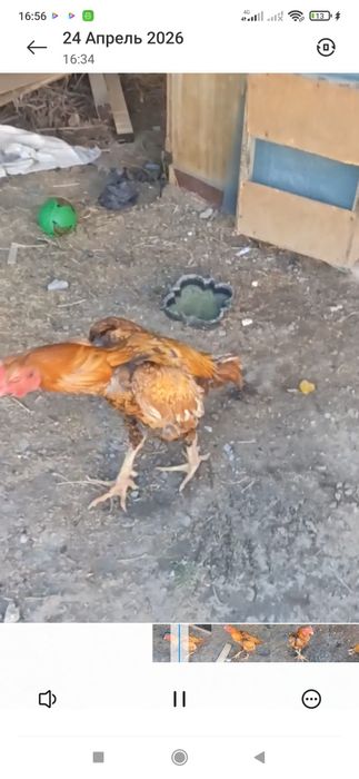 Бешкилога якин лимон