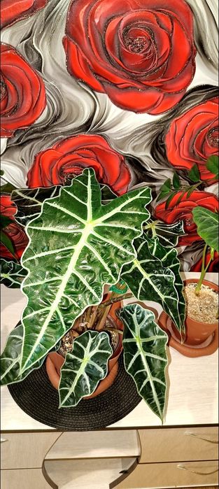 Продам деток Алоказии Полли