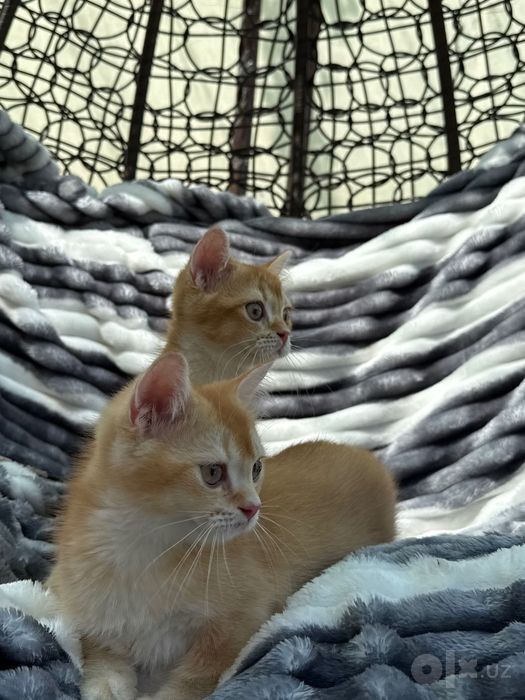 Британские котята  BRI d 03