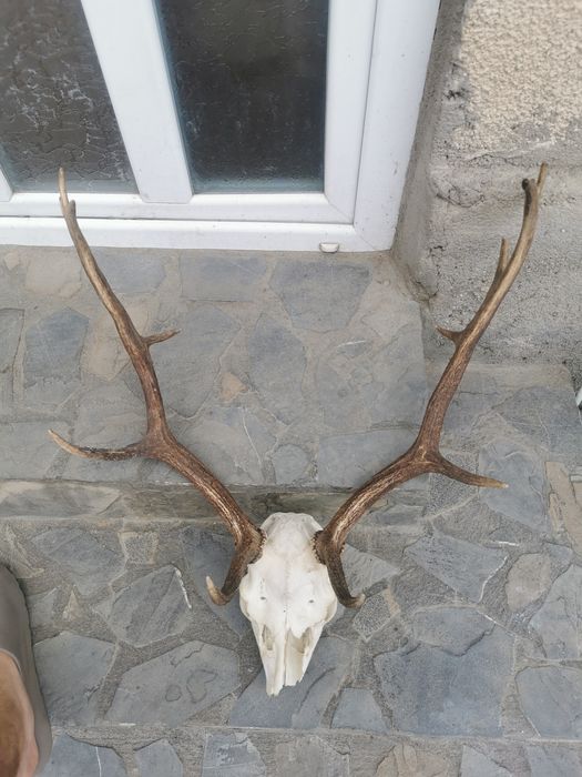 Trofeu cerb lopatar