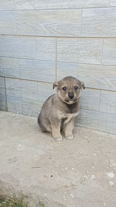 Срочно отдам щенят