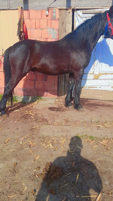 Vand sau schimb manz