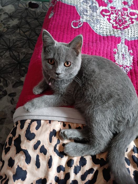 Мушук сотилади кизча