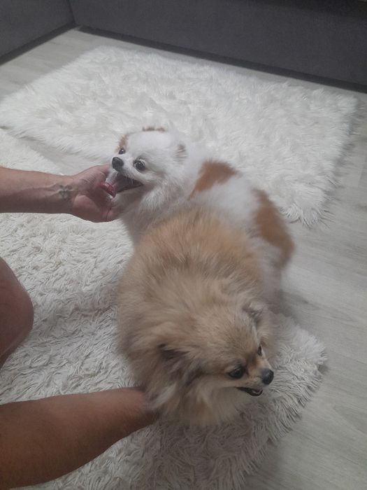 Продам щенков шпица