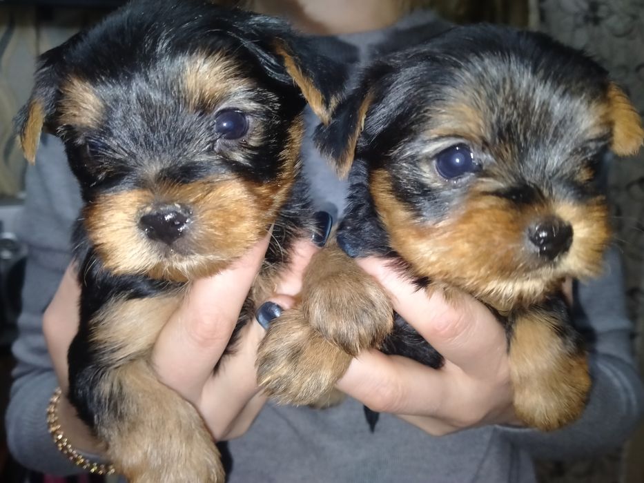 Йоркширский терьер