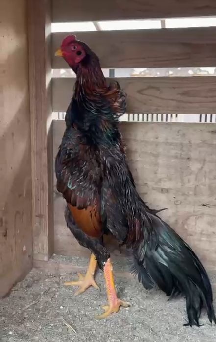 Японские ЧуШамо Бабазона