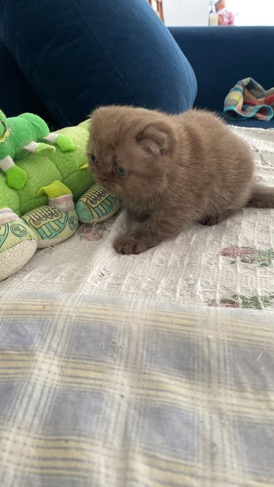 Шотландцы  шоколад окрас