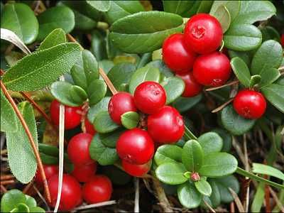 Боровинка - Разсад и Замразен плод