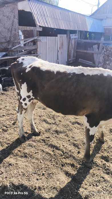 Срочно продам дойную корову