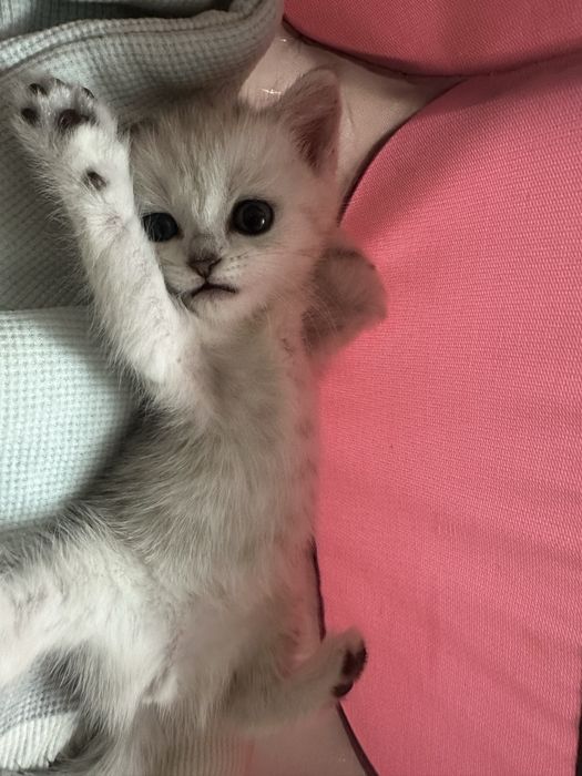 Продается котенки породистые