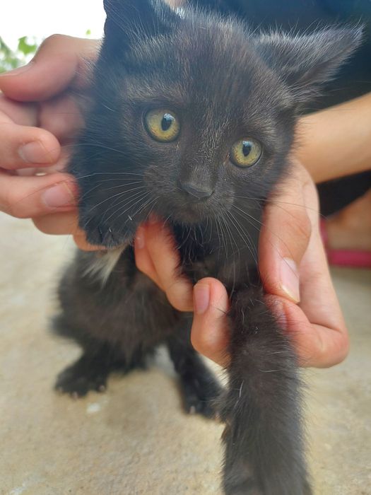 Отдам в добрые руки