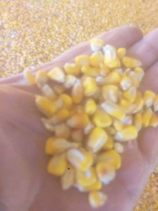 Продавам царевица