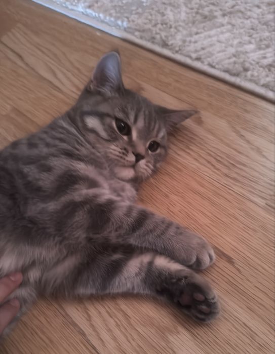 Продам шотландского котенка