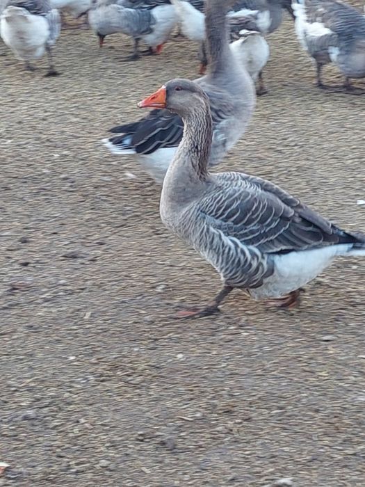 Продам гусей домашних