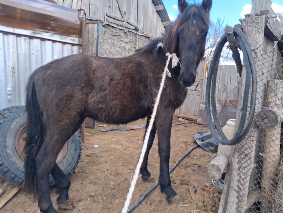 Продаётся жеребец двух летка обученый