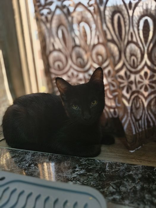 Отдам в хорошие руки котика.