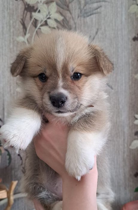 Вельш Корги Пемброк