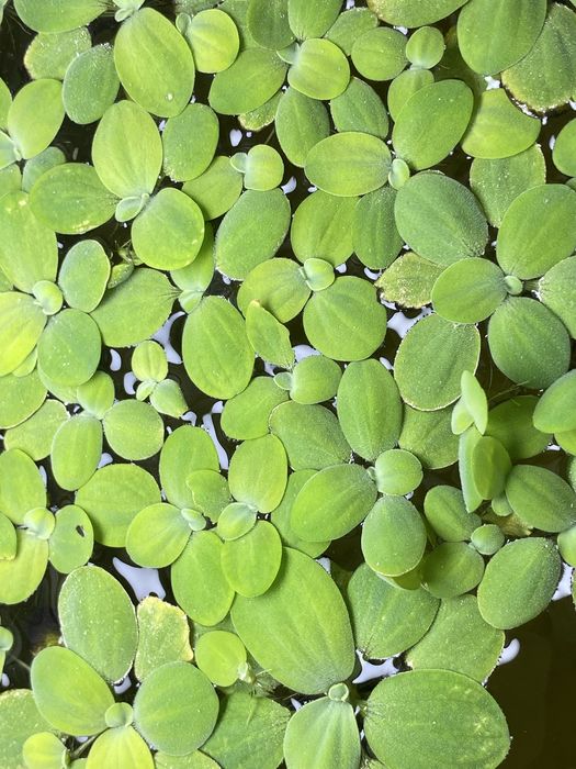 Пистия аквариумная