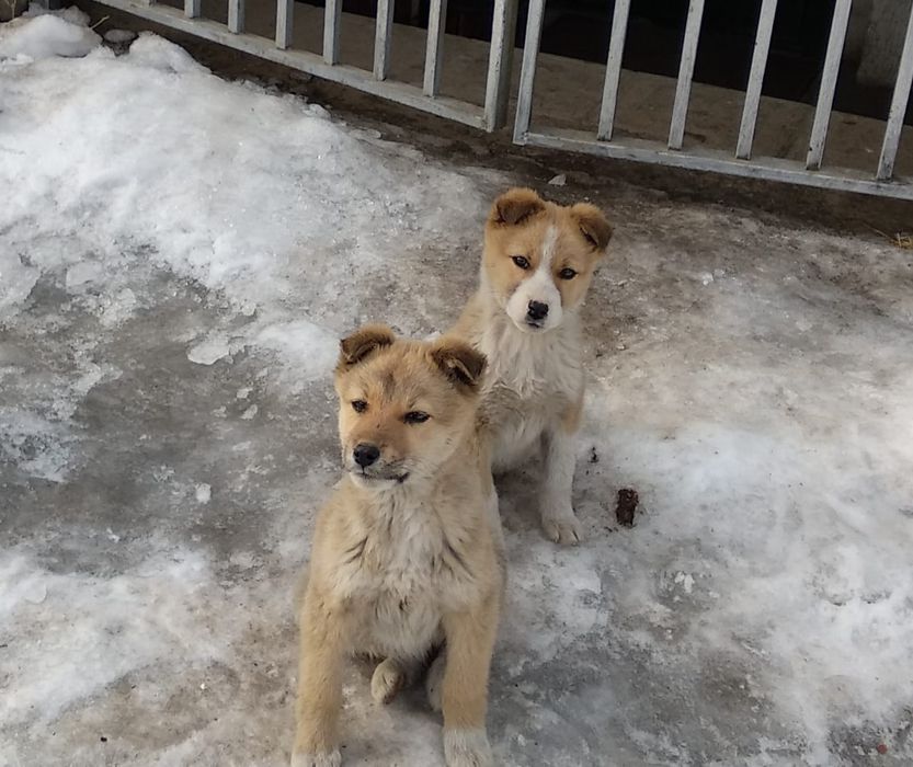 Мальчик и девочка сторожа