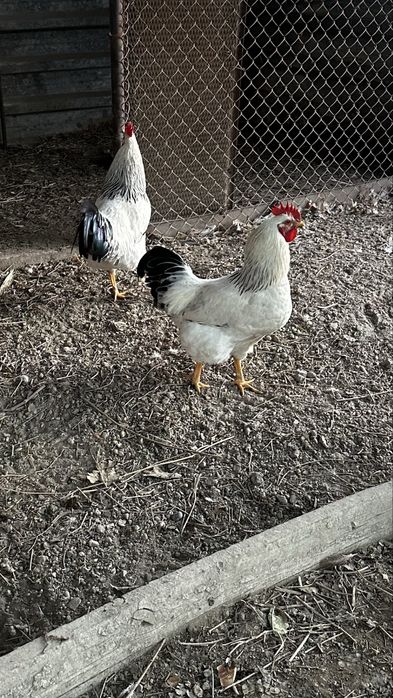 2 қораз сатылады, әрқайсысы 5000тг. Адлер.