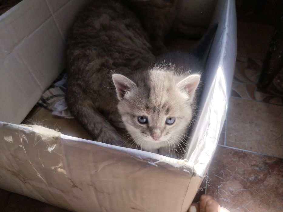 Отдам даром котят девочки