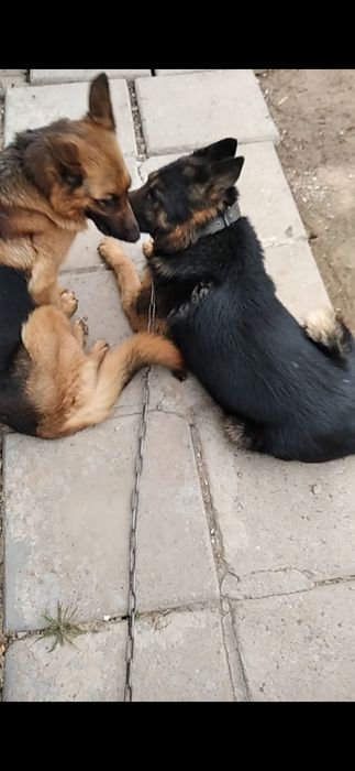 Продаётся щенки Немецкой Овчарки.