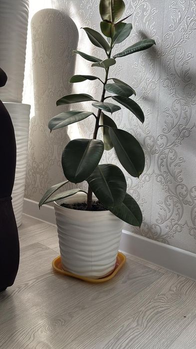 Домашние растения