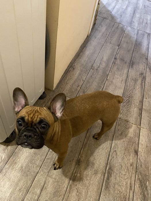 Французский Бульдог