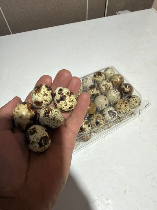 Prepelite, pui prepelite, oua incubat si consum