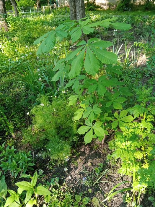 Хлорофитум, мята , лаванда .