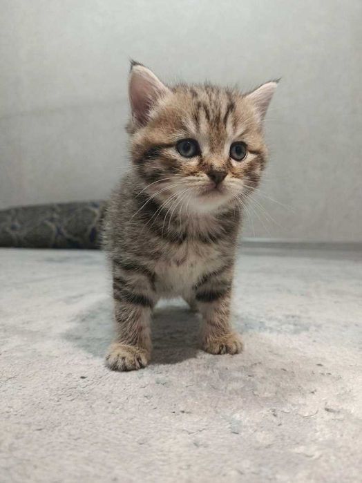Котята домашние Скотиш страйт