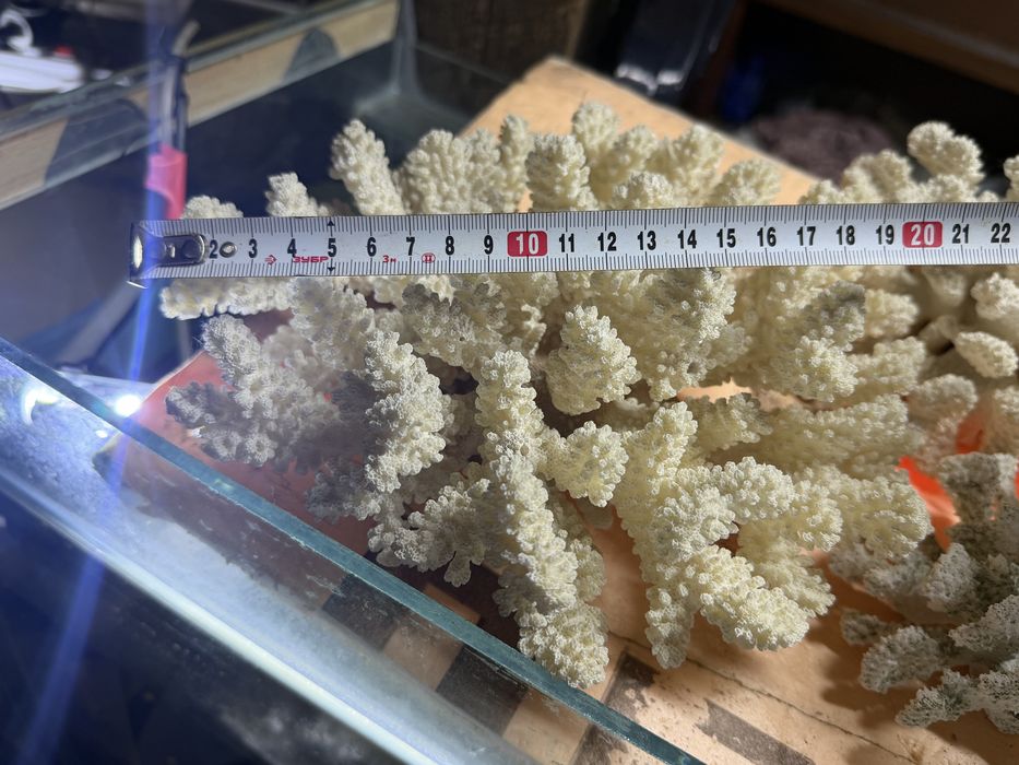 Кораллы морские для аквариума