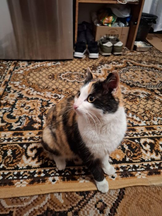 Отдам кошку девочку