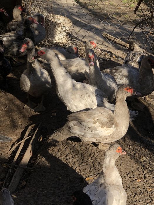 Мускусные утки самцы