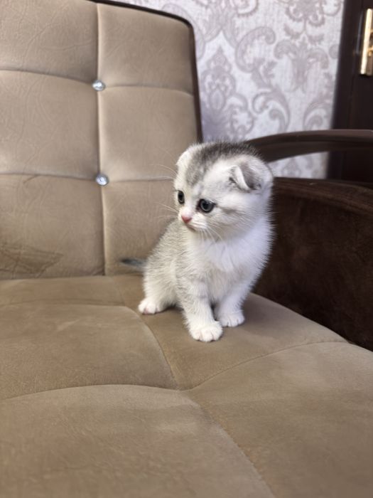 Срочно продается Скоттиш фолд девчока