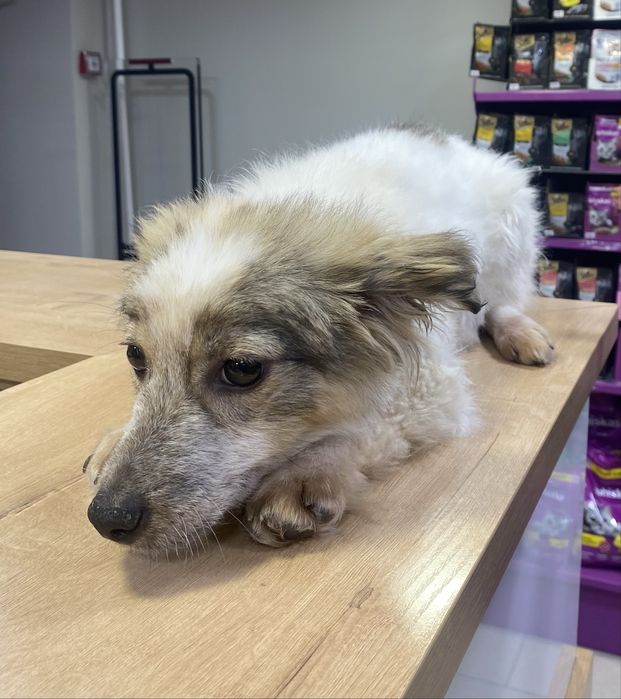 Щенята в добрые руки