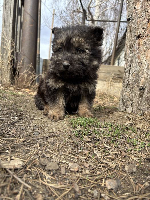 Щенки ( мальчики ) в добрые руки