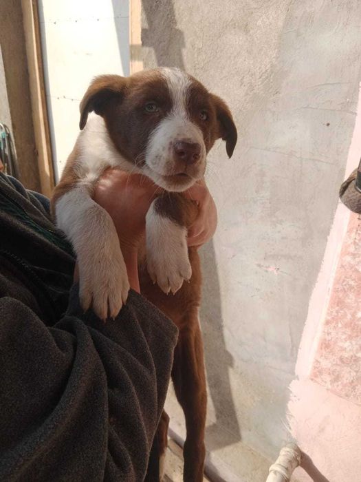 В добрые руки щенок девочка