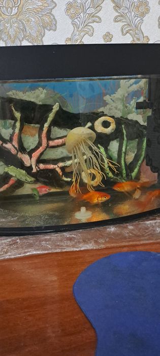 Балик,лар сотилсди скайлер