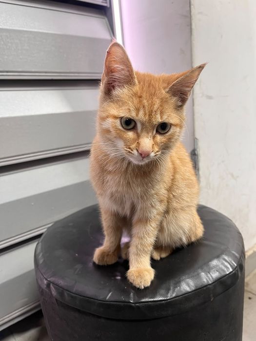 Отдам котика в добрые руки