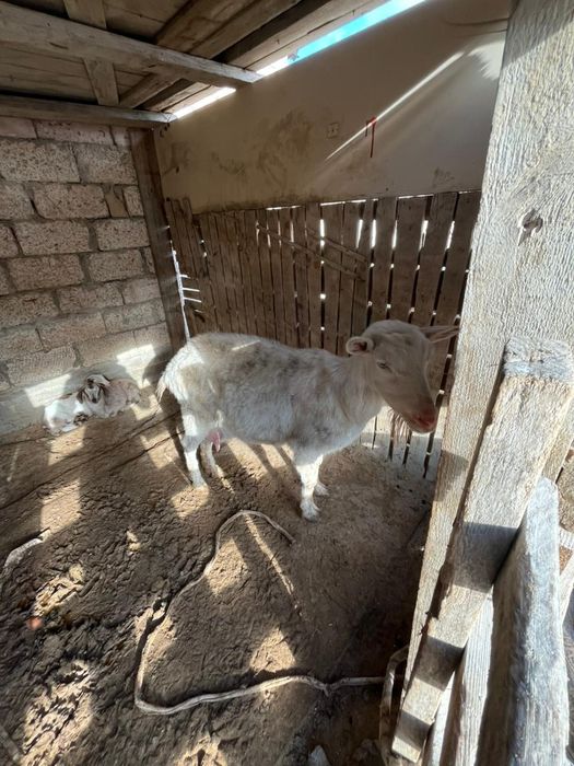 Заанен ешки сатылады