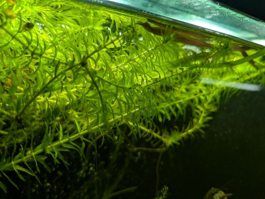 Аквариумное растение элодея
