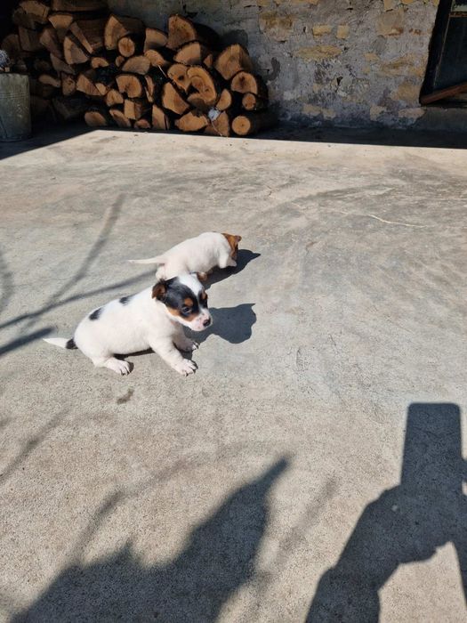 Джак -Ръсел Териер