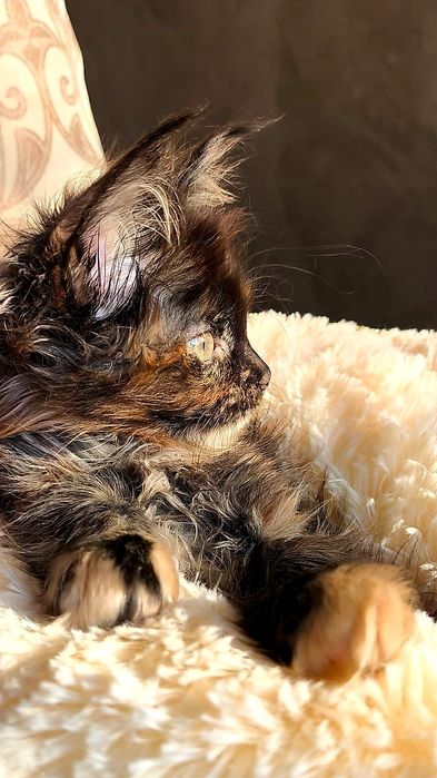 Шикарные ДЕВОЧКИ - мейн кун детки